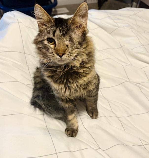 Cael - DSH cat available for adoption at Cochrane Humane Society in Cochrane