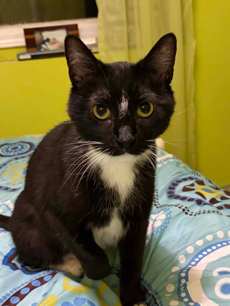 India - Domestic Short Hair available for adoption
