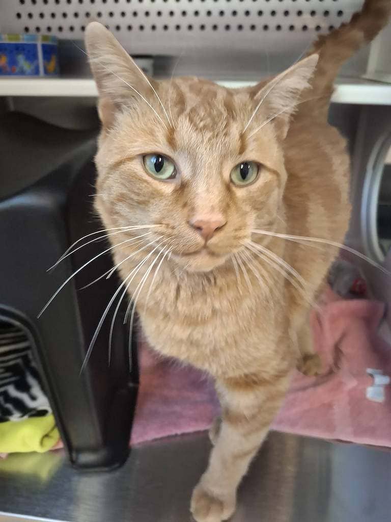 Eeyore - Domestic Shorthair cat available for adoption at Cochrane Humane Society in Cochrane