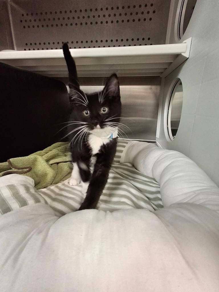 Sage - DSH cat available for adoption at Cochrane Humane Society in Cochrane