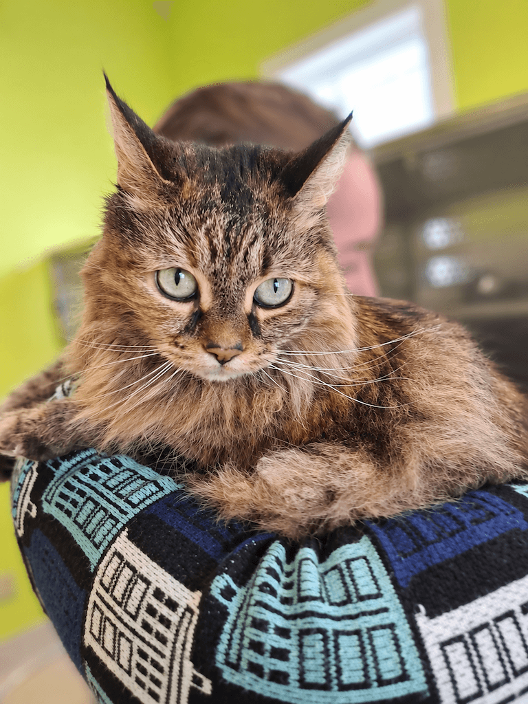 Nexus - DMH available for adoption