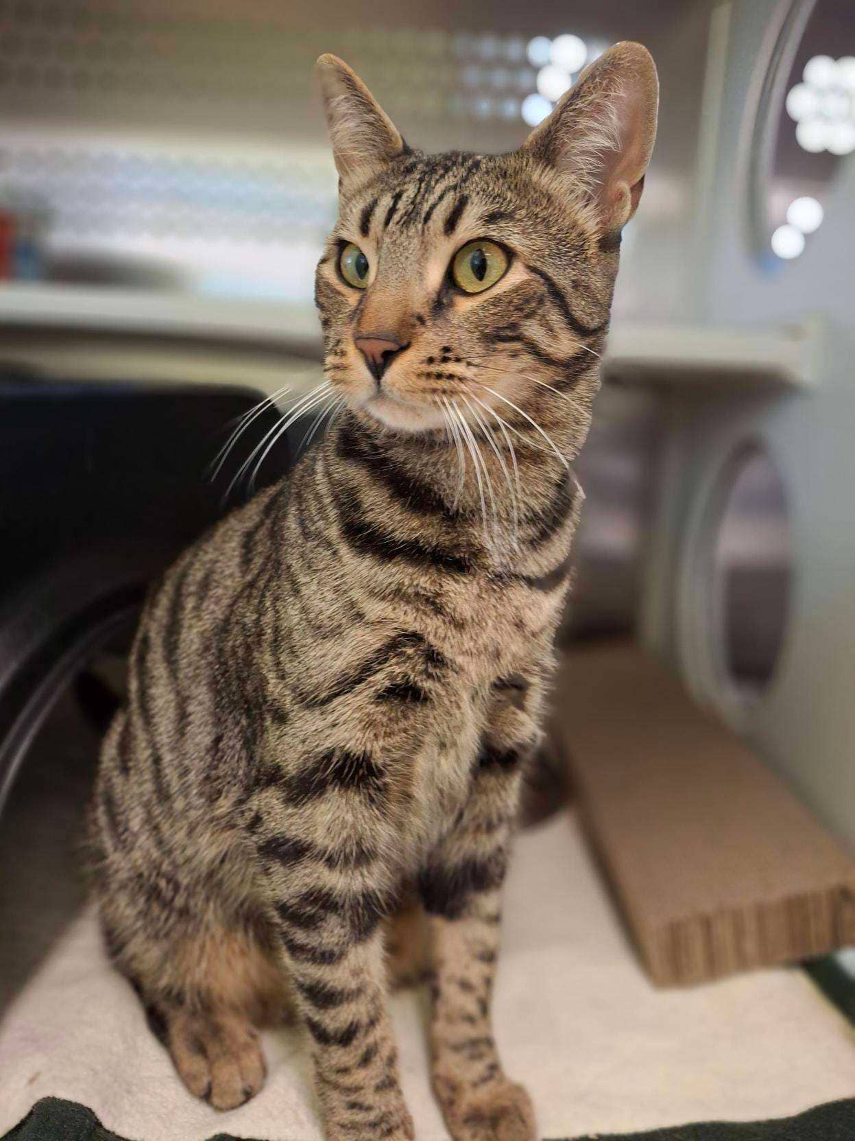 Pixel - DSH cat available for adoption at Cochrane Humane Society in Cochrane