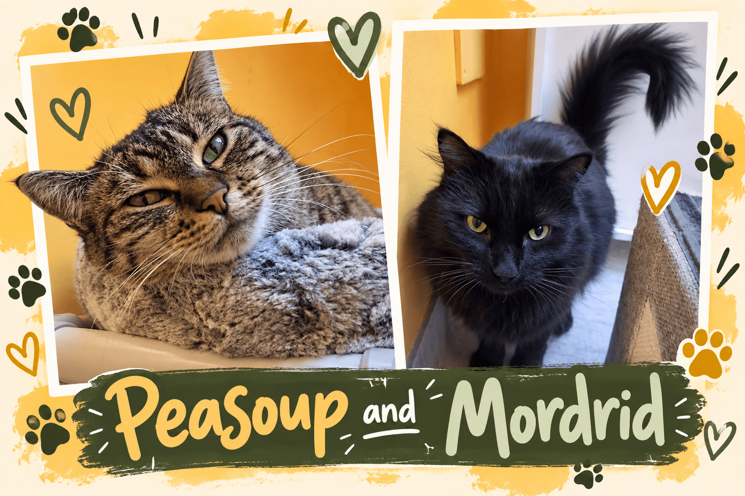 Peasoup & Mordrid - DSH & Domestic Medium Hair cat available for adoption at Cochrane Humane Society in Cochrane
