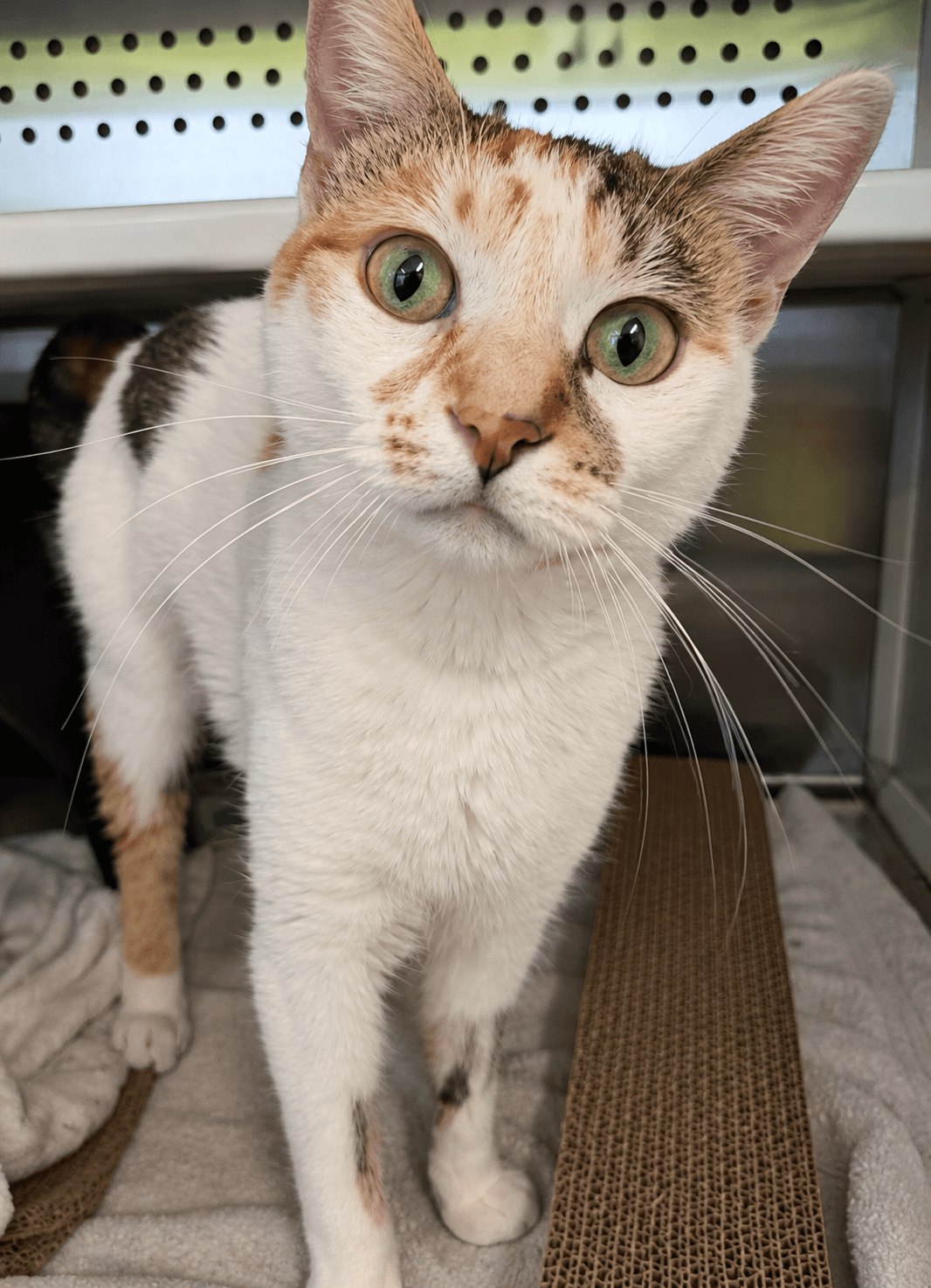 Spider - DSH cat available for adoption at Cochrane Humane Society in Cochrane