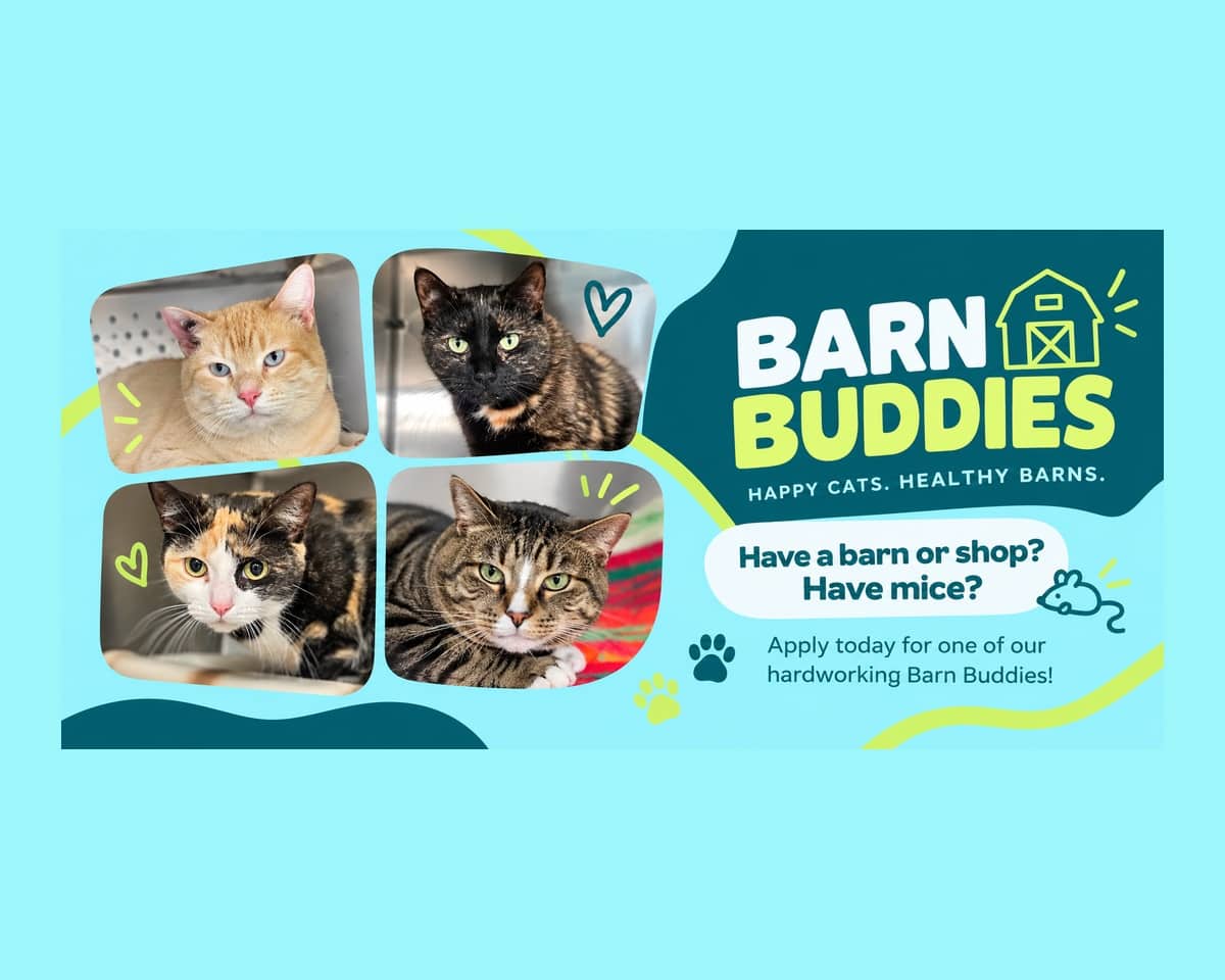 Barn Buddies - πΎ Have a barn or shop? Have mice? We have the purrfect solution! - Mixed cat available for adoption at Cochrane Humane Society in Cochrane