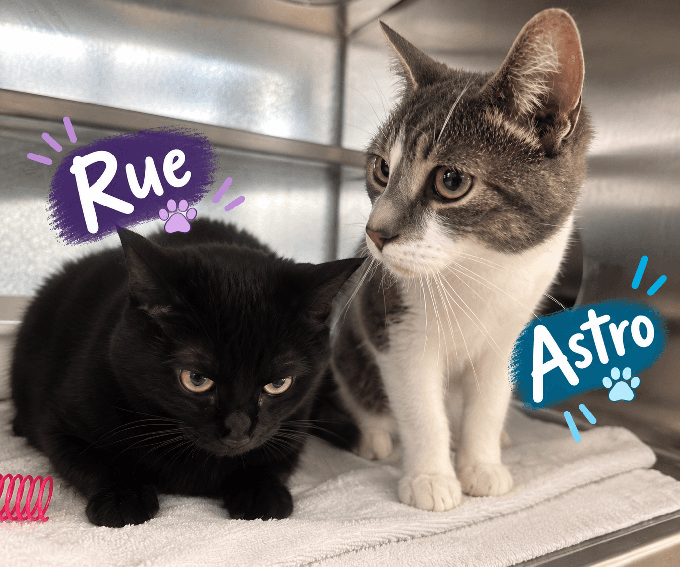 Rue and Astro - DSH cat available for adoption at Cochrane Humane Society in Cochrane