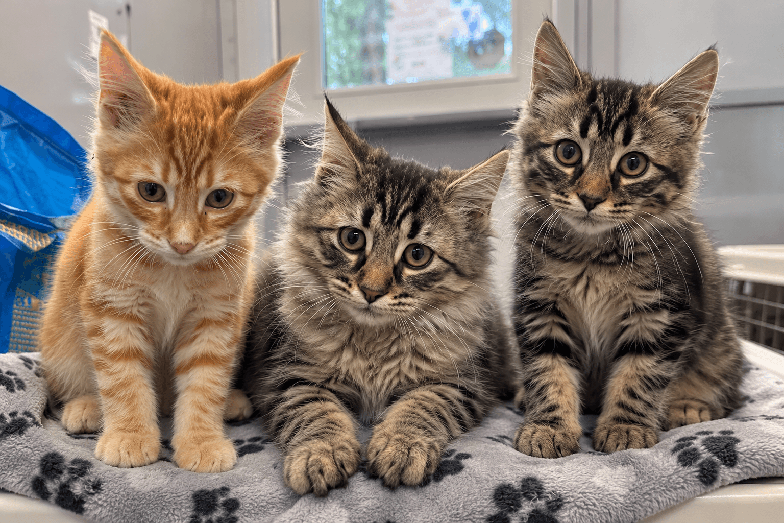 Viking Cats - DMH available for adoption