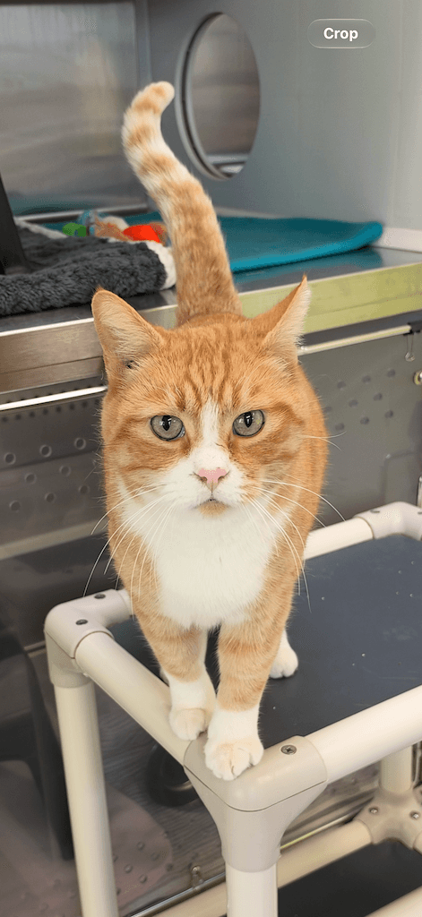 Boots - DSH available for adoption