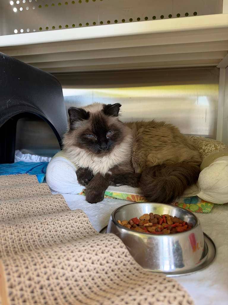Lucy - DLH available for adoption