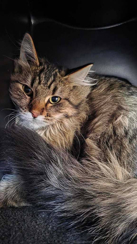 Six - DMH cat available for adoption at Cochrane Humane Society in Cochrane
