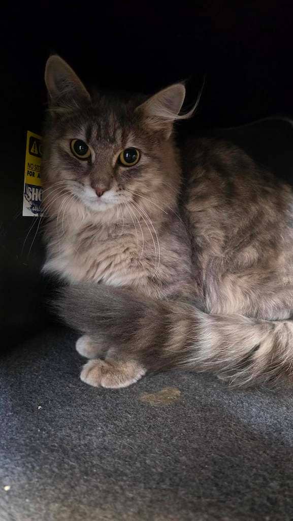 Seven - DLH available for adoption
