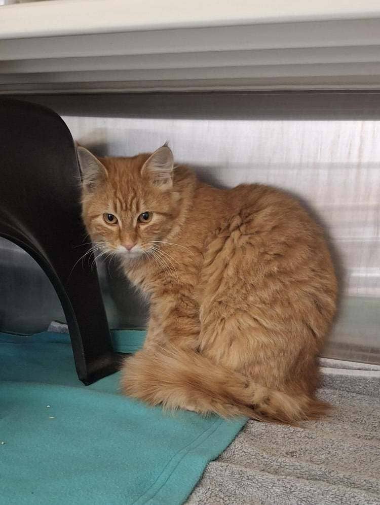 Pumpkin - DSH available for adoption