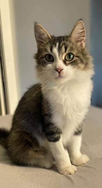 Faye - DMH available for adoption