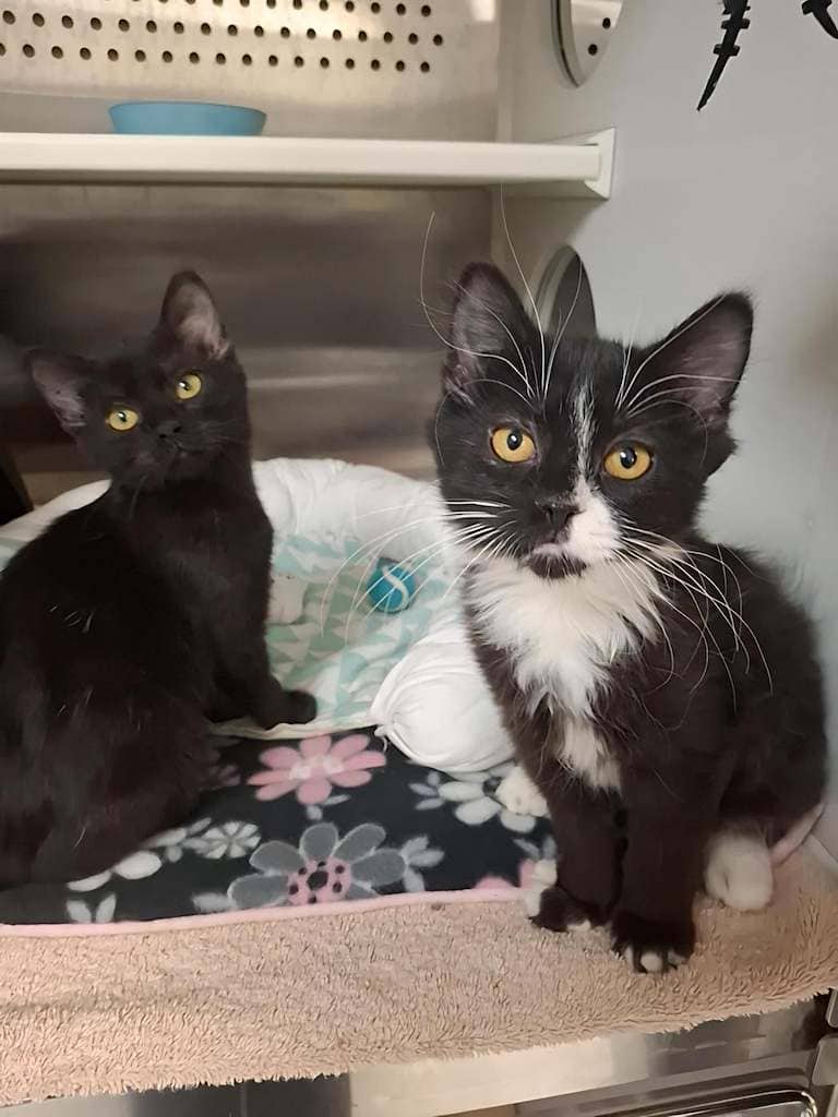 Jacques & Jill - DSH cat available for adoption at Cochrane Humane Society in Cochrane
