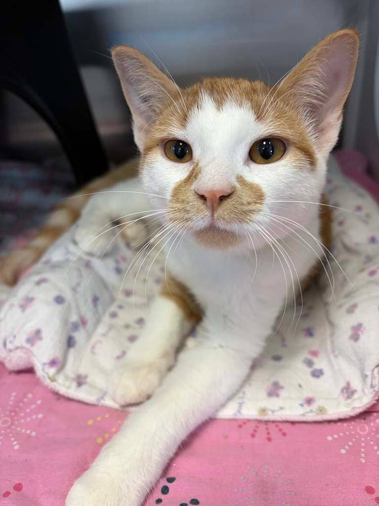Zoey - DSH available for adoption