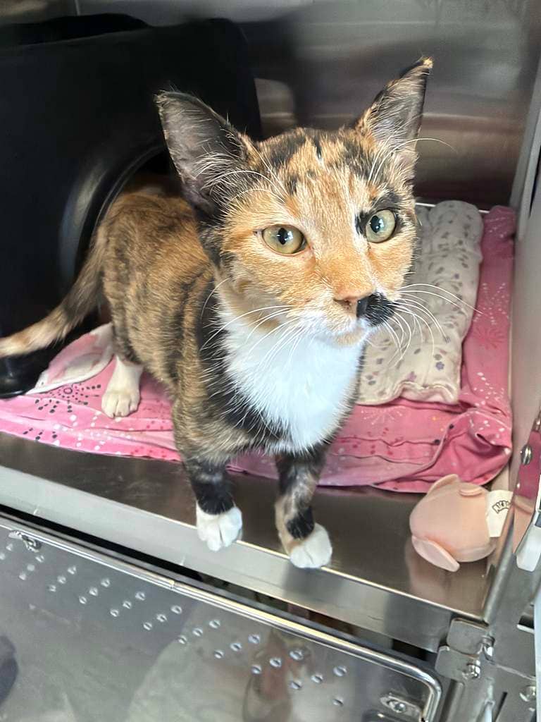 Lily - DSH available for adoption