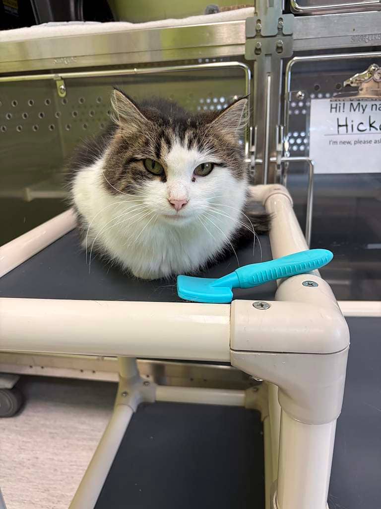 Clover - DMH cat available for adoption at Cochrane Humane Society in Cochrane