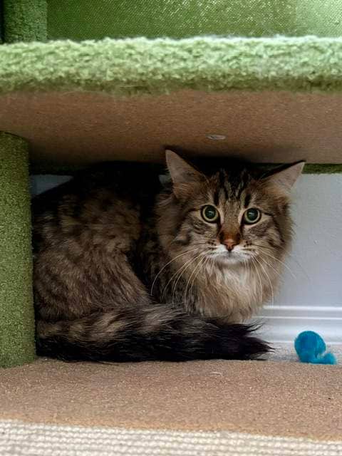 Six - DMH available for adoption