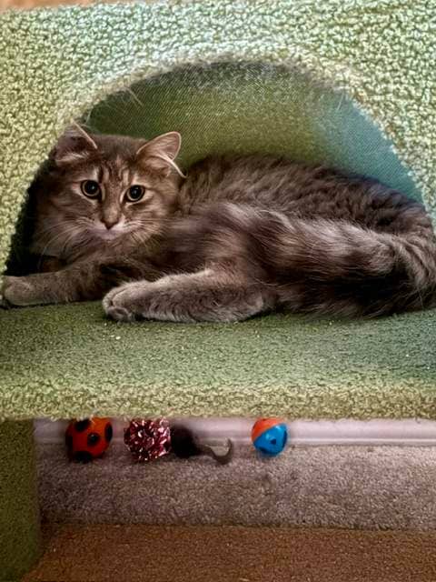 Seven - DLH available for adoption
