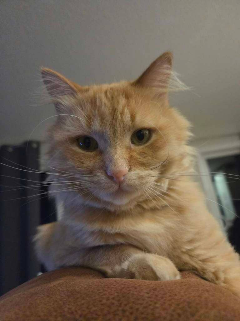 Jack - DLH available for adoption