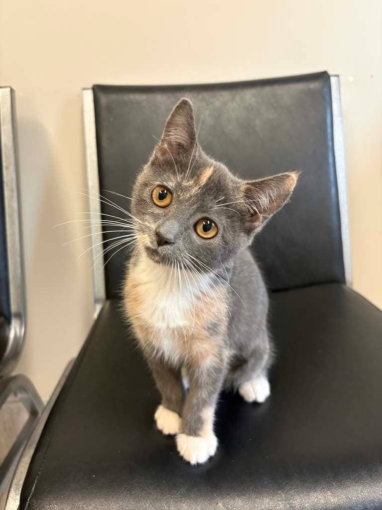 Adelle - DSH available for adoption