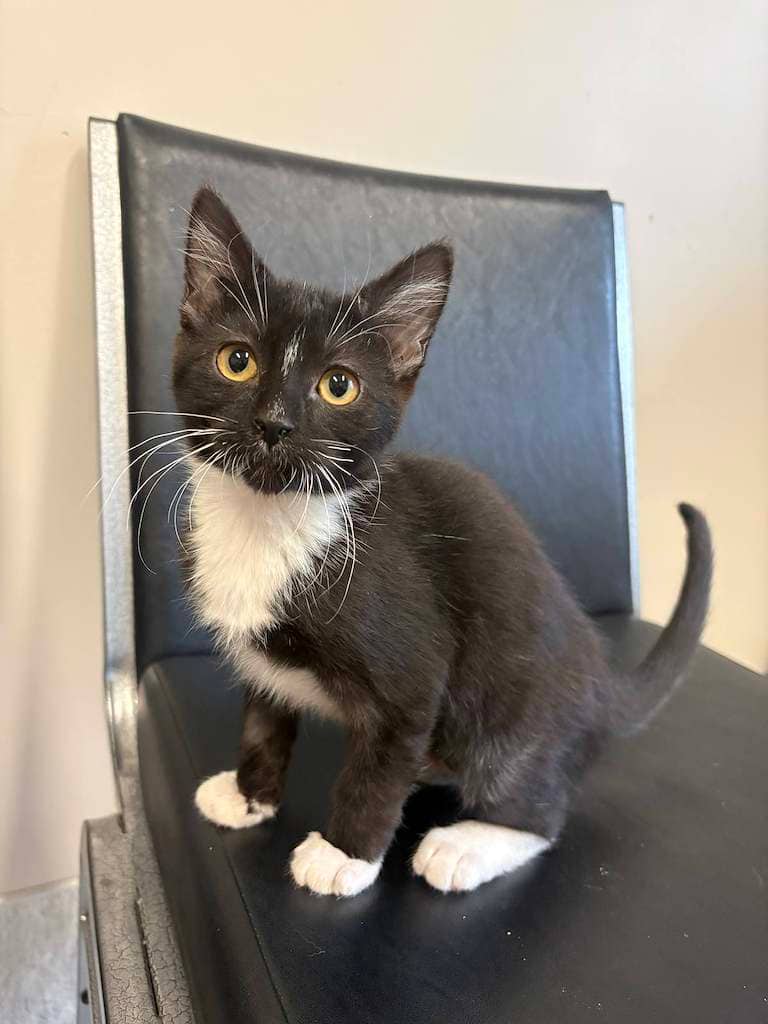 Alberta - DSH cat available for adoption at Cochrane Humane Society in Cochrane