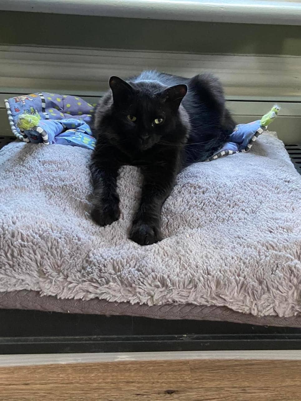 Valentino - Domestic Long Hair available for adoption