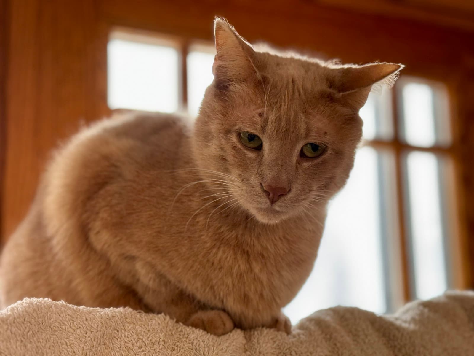 Indiana - Domestic Short Hair cat available for adoption at North Toronto Cat Rescue in Ontario
