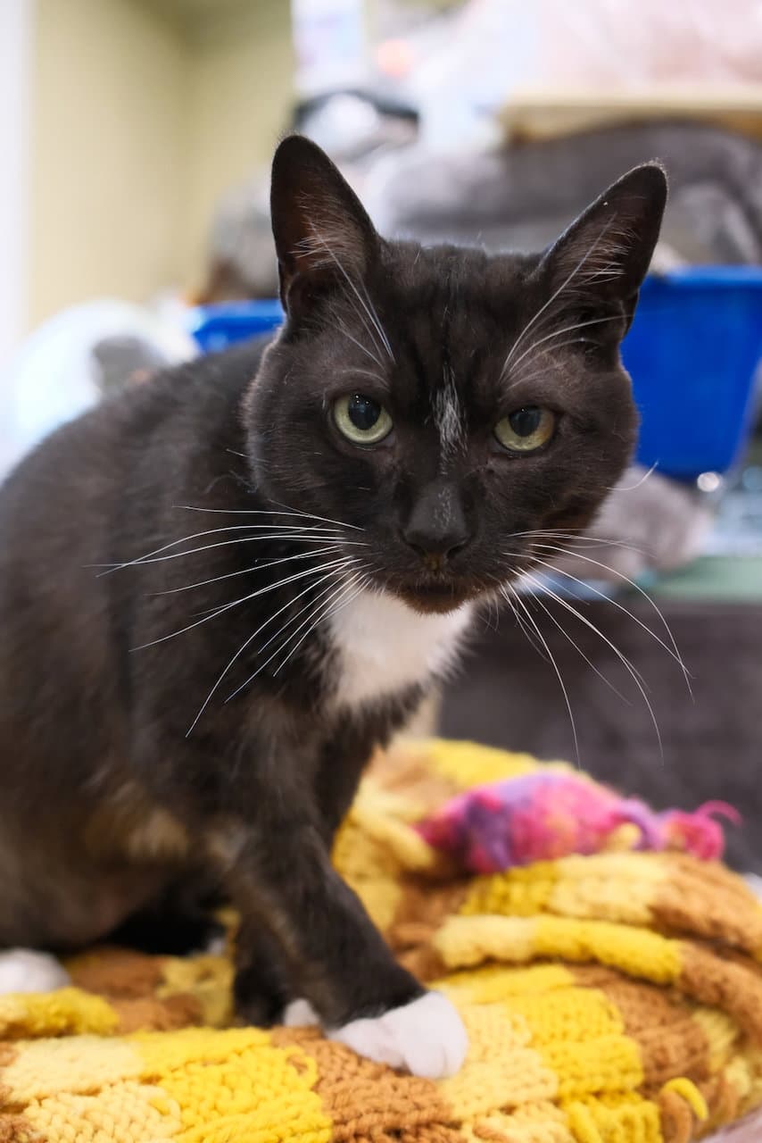 Hobo - Domestic Short Hair cat available for adoption at North Toronto Cat Rescue in Ontario