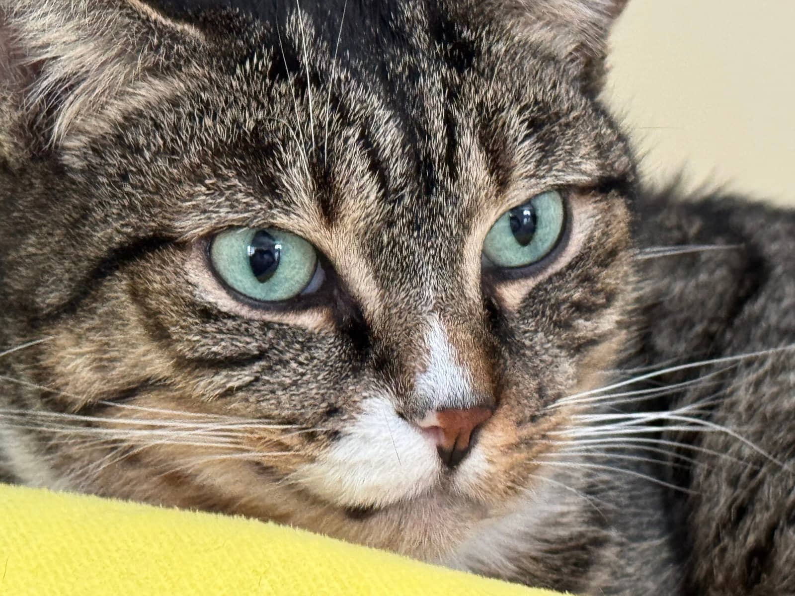 Jerry - Domestic Short Hair available for adoption