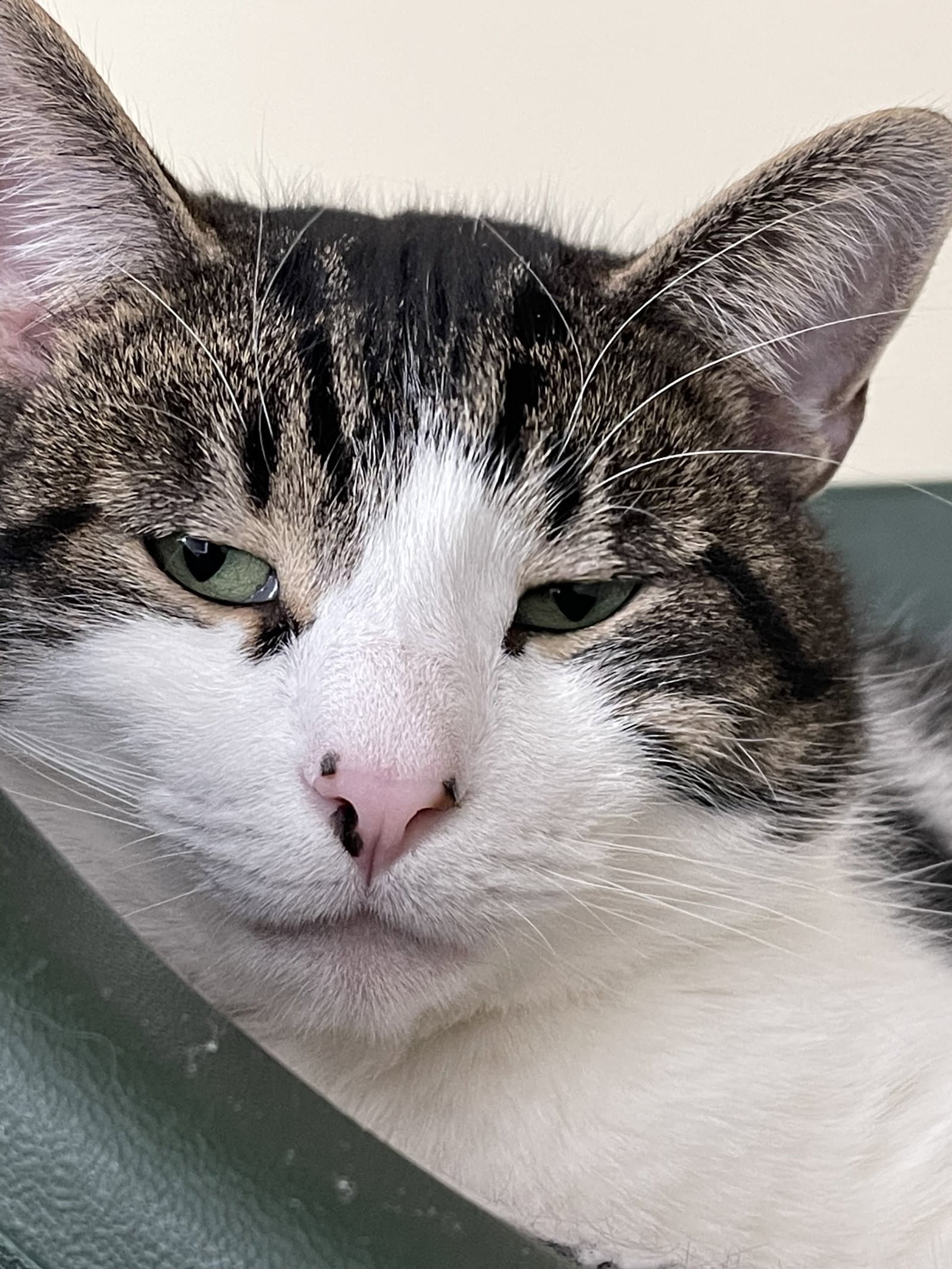 Grover - Domestic Short Hair cat available for adoption at North Toronto Cat Rescue in Ontario
