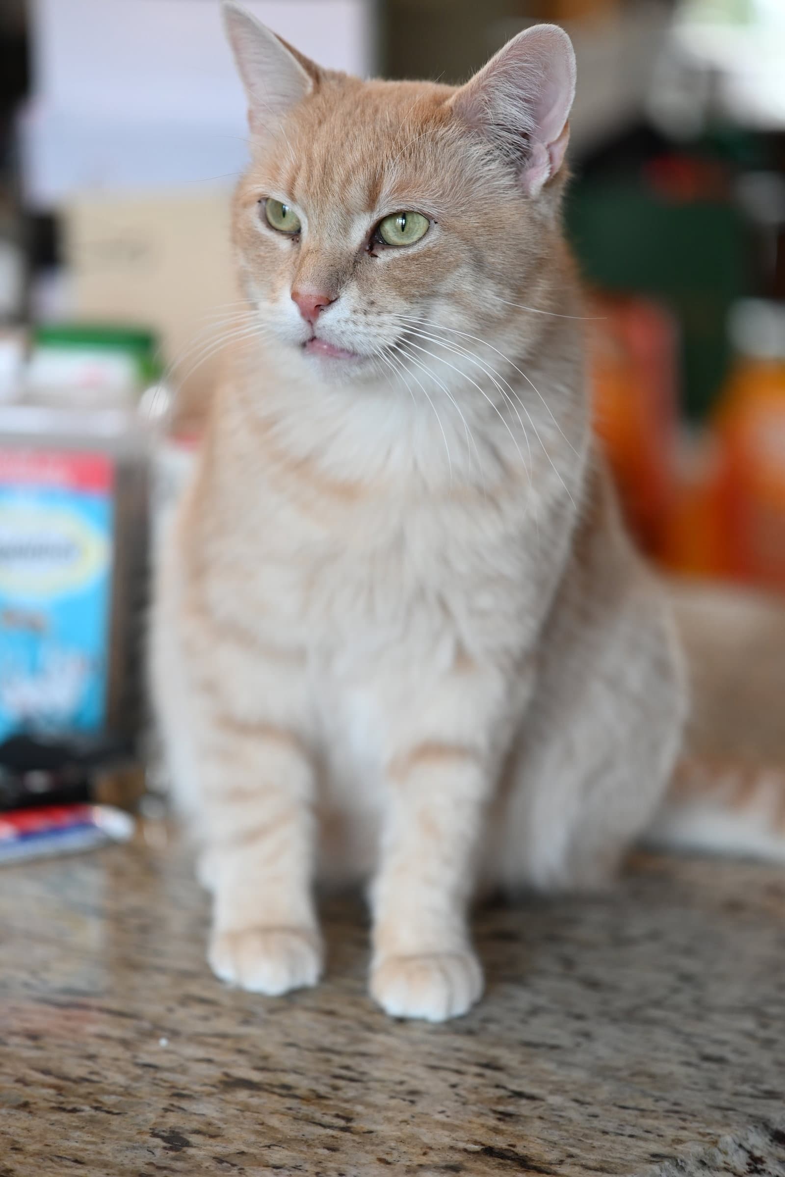 Fonzie - Domestic Short Hair cat available for adoption at North Toronto Cat Rescue in Ontario