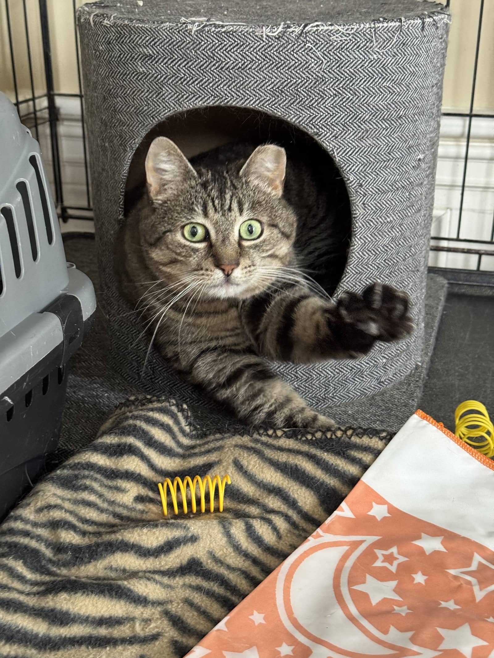 Mindy - Domestic Short Hair available for adoption