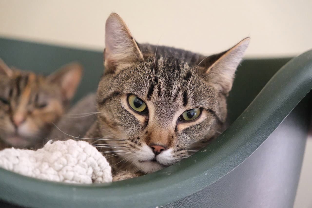 Jinx - Domestic Short Hair cat available for adoption at North Toronto Cat Rescue in Ontario