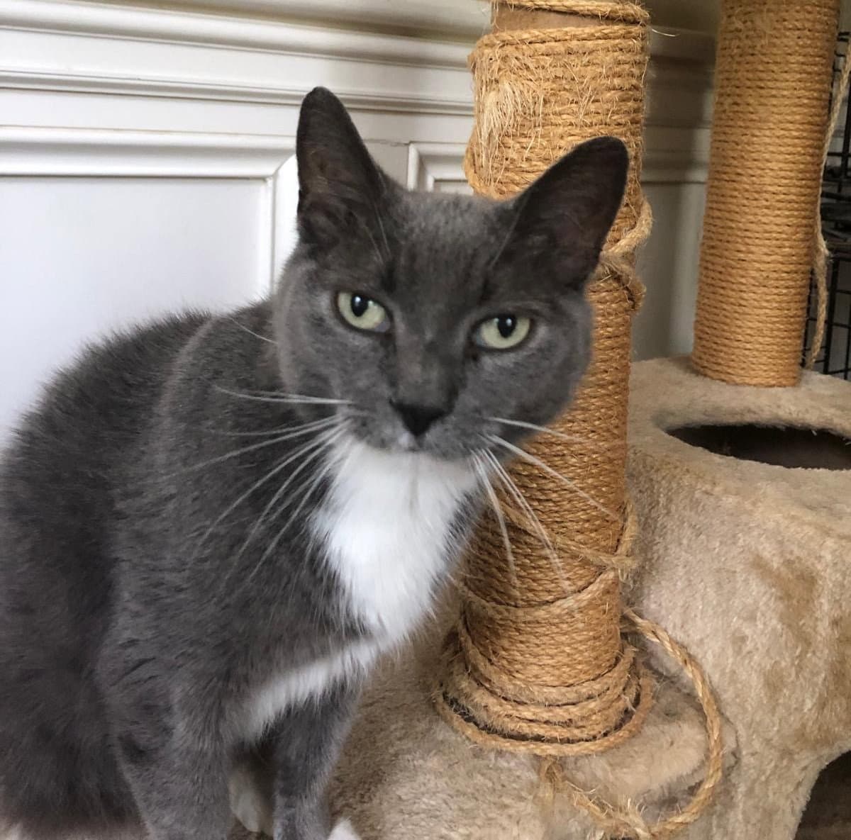 Gracie - Domestic Short Hair cat available for adoption at North Toronto Cat Rescue in Ontario