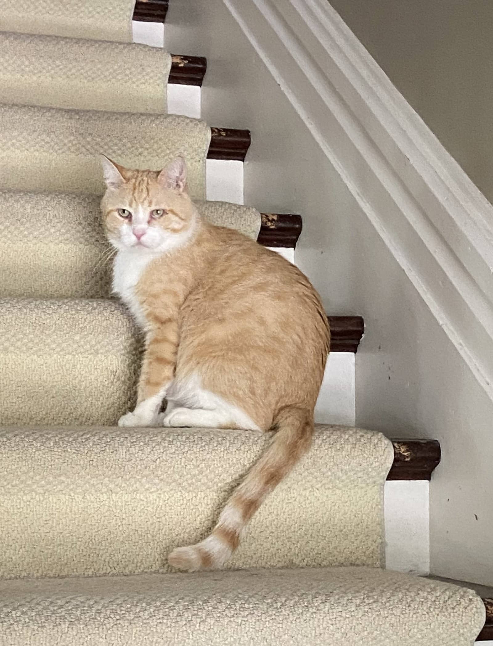 Clancy - Domestic Short Hair available for adoption
