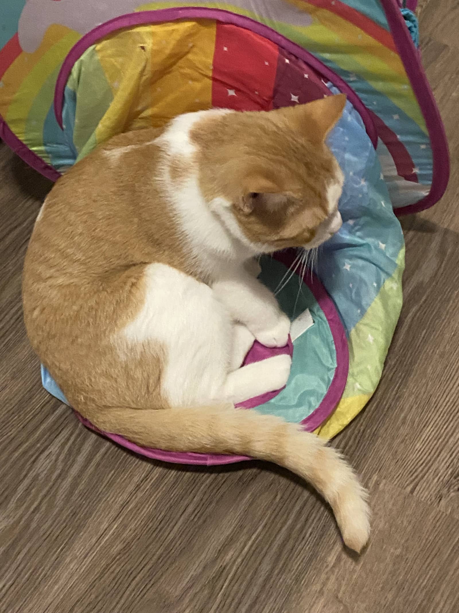 Tucker - Domestic Short Hair available for adoption