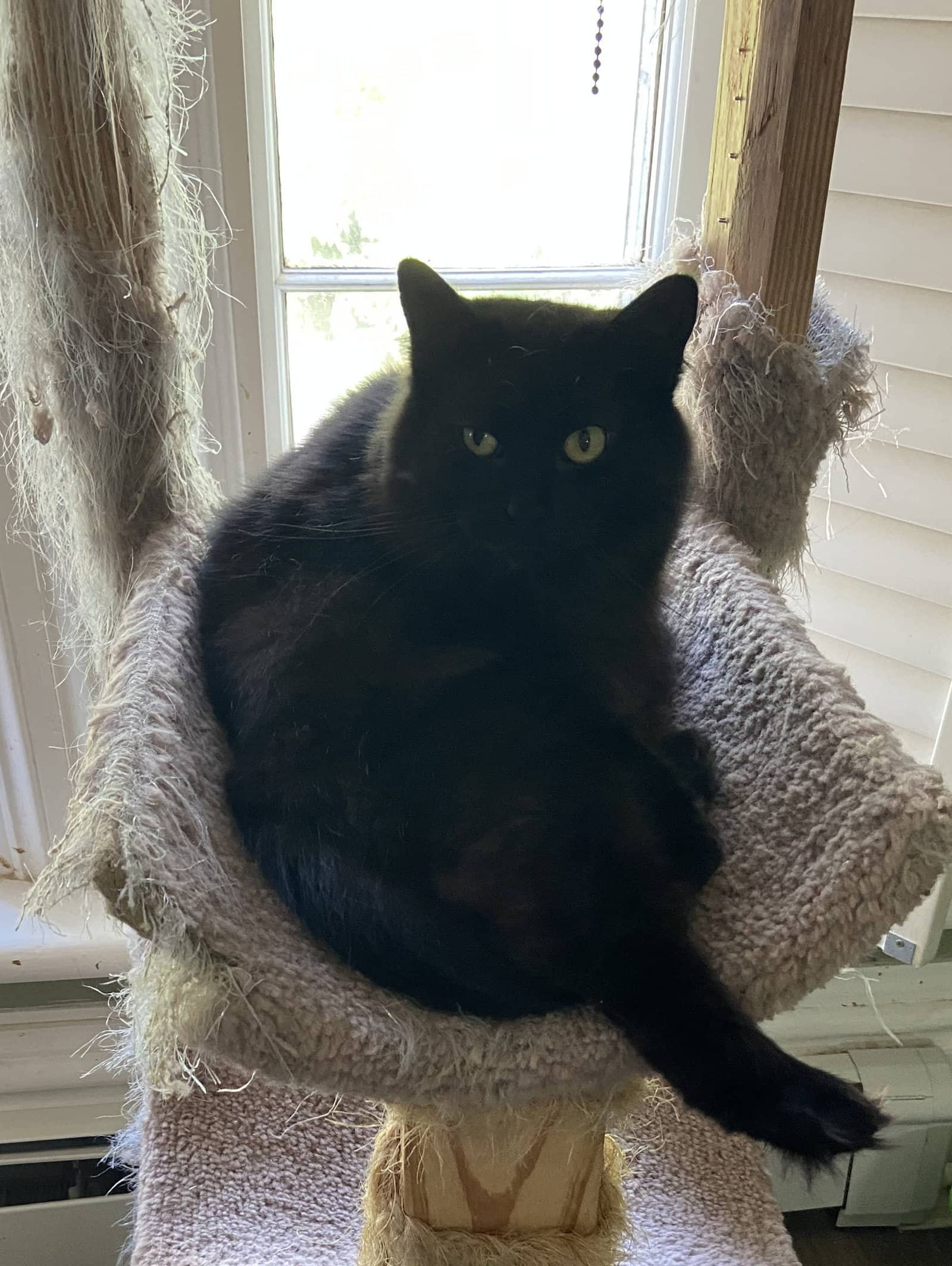Raven - Domestic Short Hair available for adoption