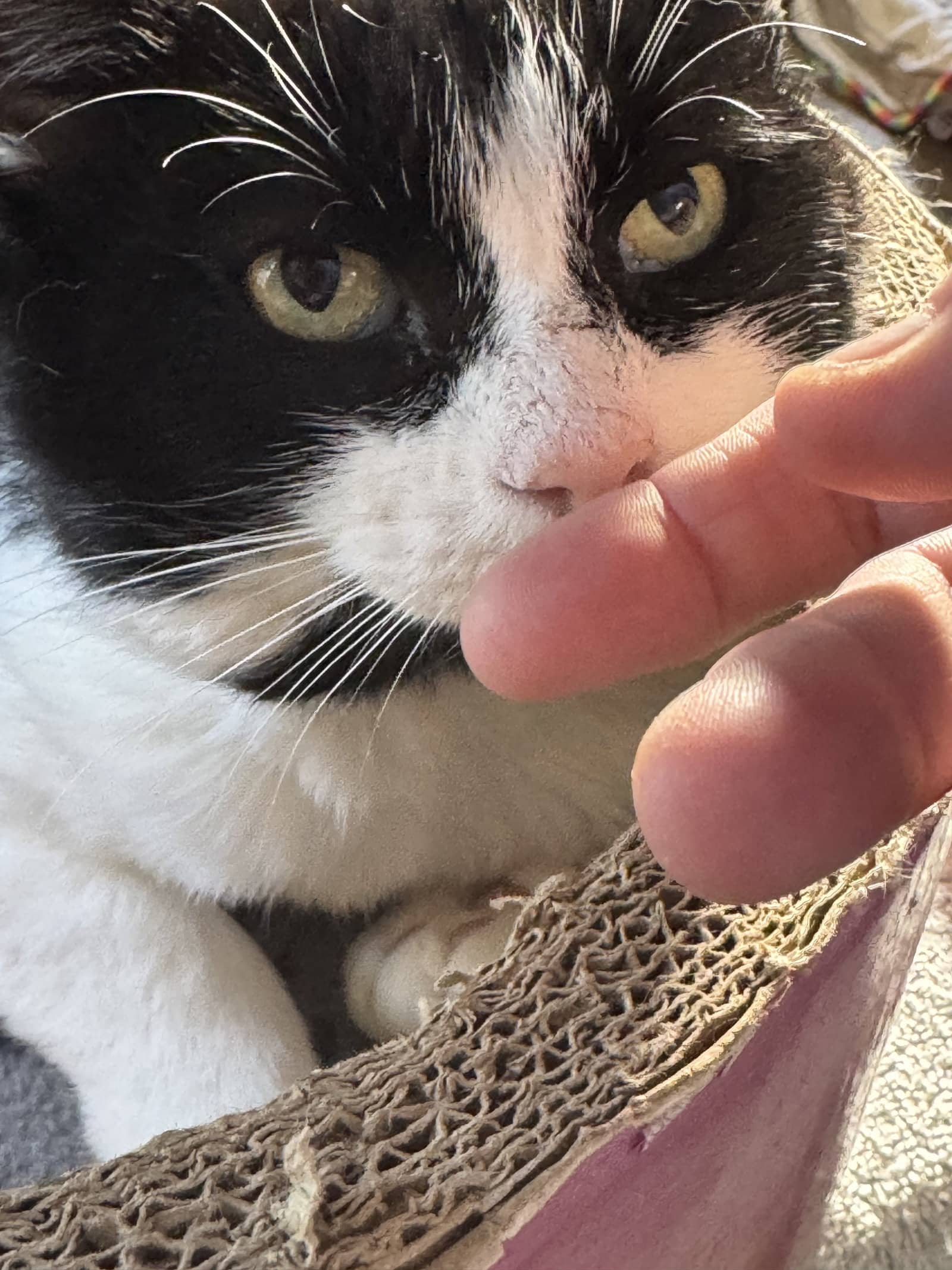 Ronaldo - Domestic Short Hair available for adoption