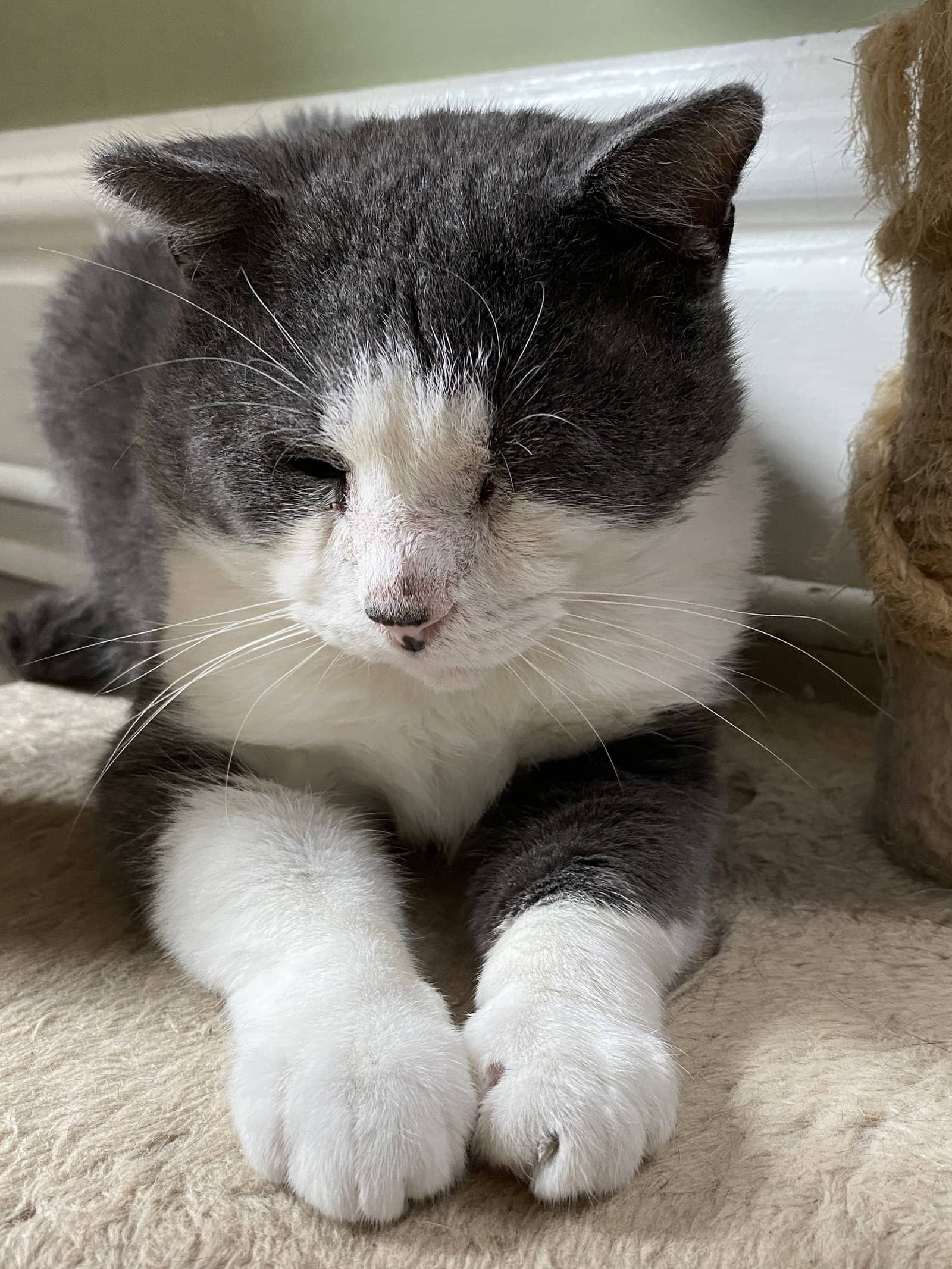 Leo - Domestic Short Hair available for adoption
