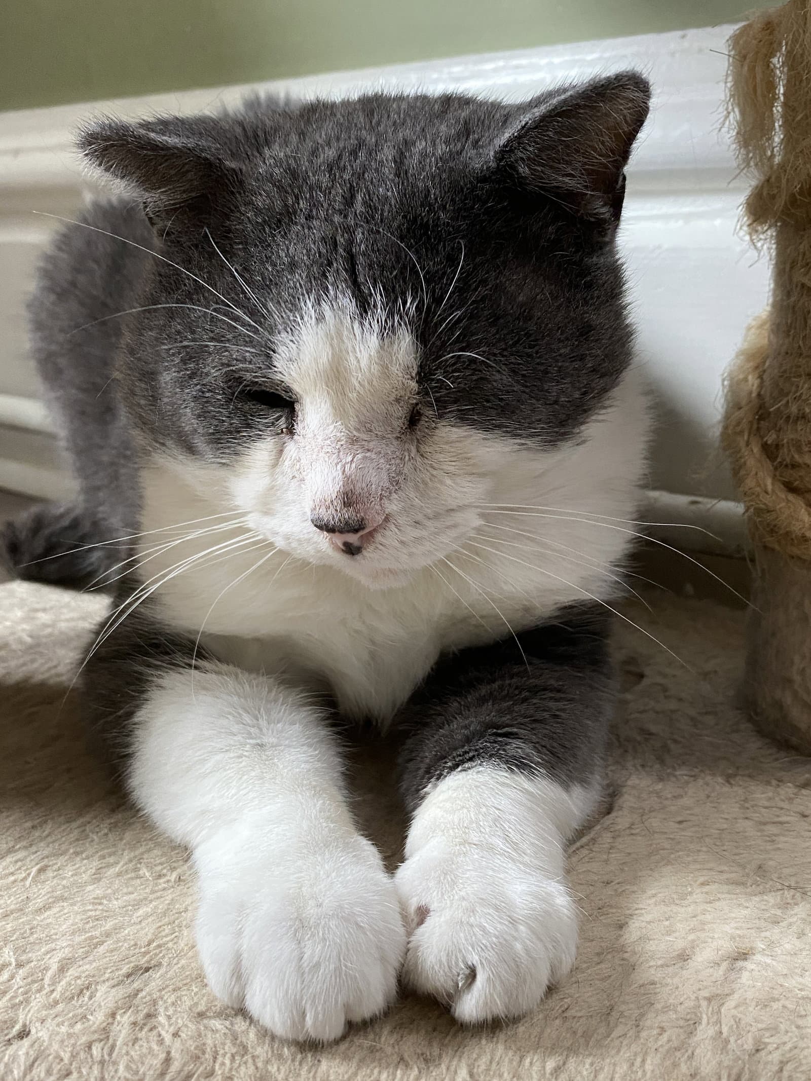 Leo - Domestic Short Hair cat available for adoption at North Toronto Cat Rescue in Ontario