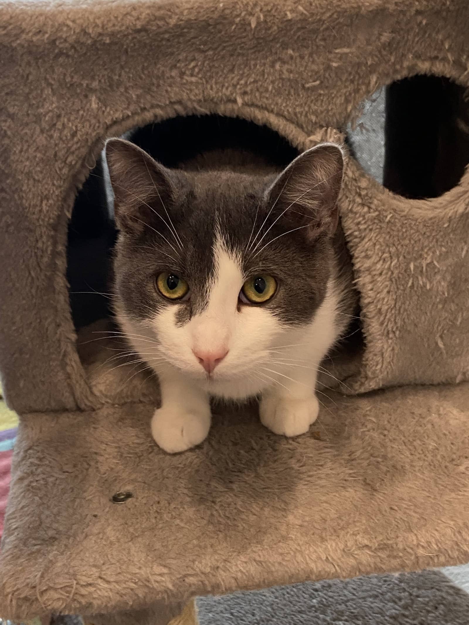 Mouse - Domestic Short Hair available for adoption