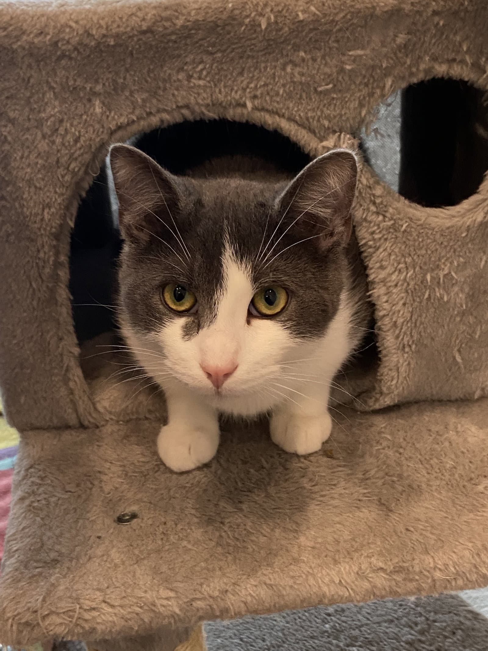 Mouse - Domestic Short Hair cat available for adoption at North Toronto Cat Rescue in Ontario