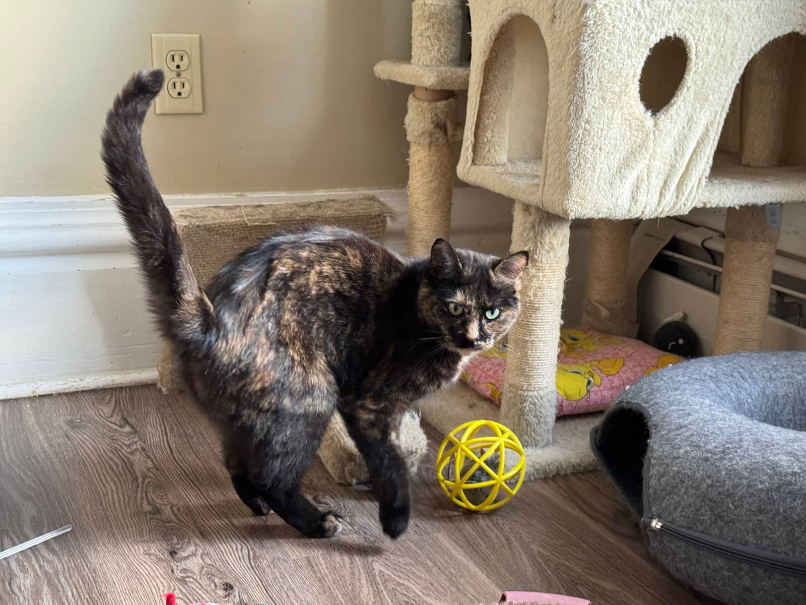 Miss Marbles - Domestic Short Hair available for adoption
