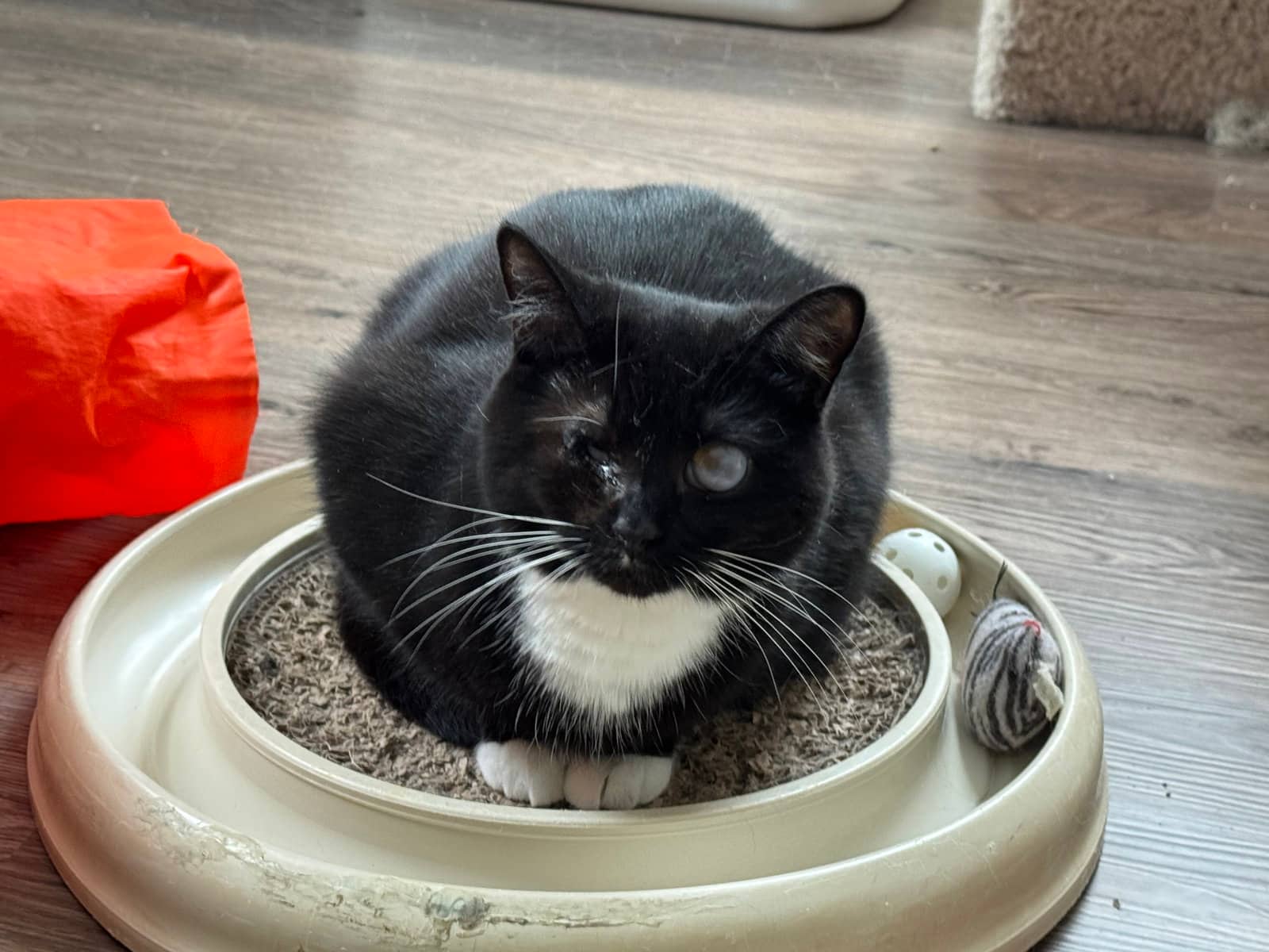 Ellie - Domestic Short Hair available for adoption