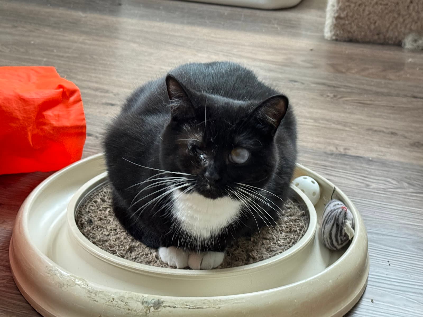 Ellie - Domestic Short Hair cat available for adoption at North Toronto Cat Rescue in Ontario
