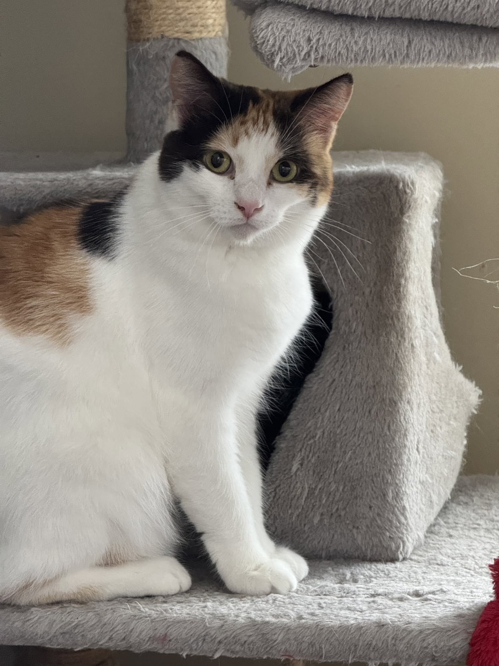 Francesca - Domestic Short Hair cat available for adoption at North Toronto Cat Rescue in Ontario