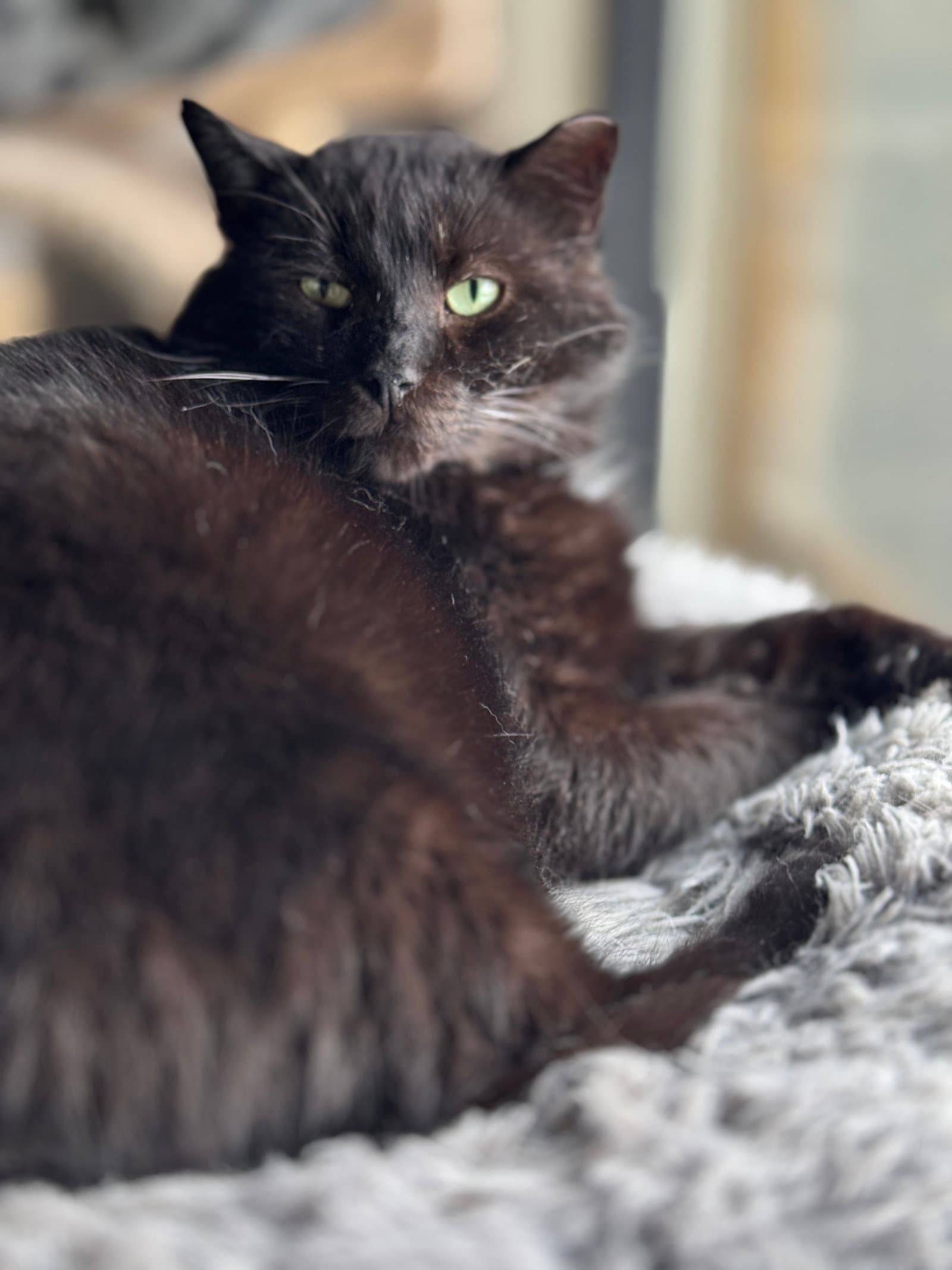 Cooper - Domestic Long Hair cat available for adoption at North Toronto Cat Rescue in Ontario