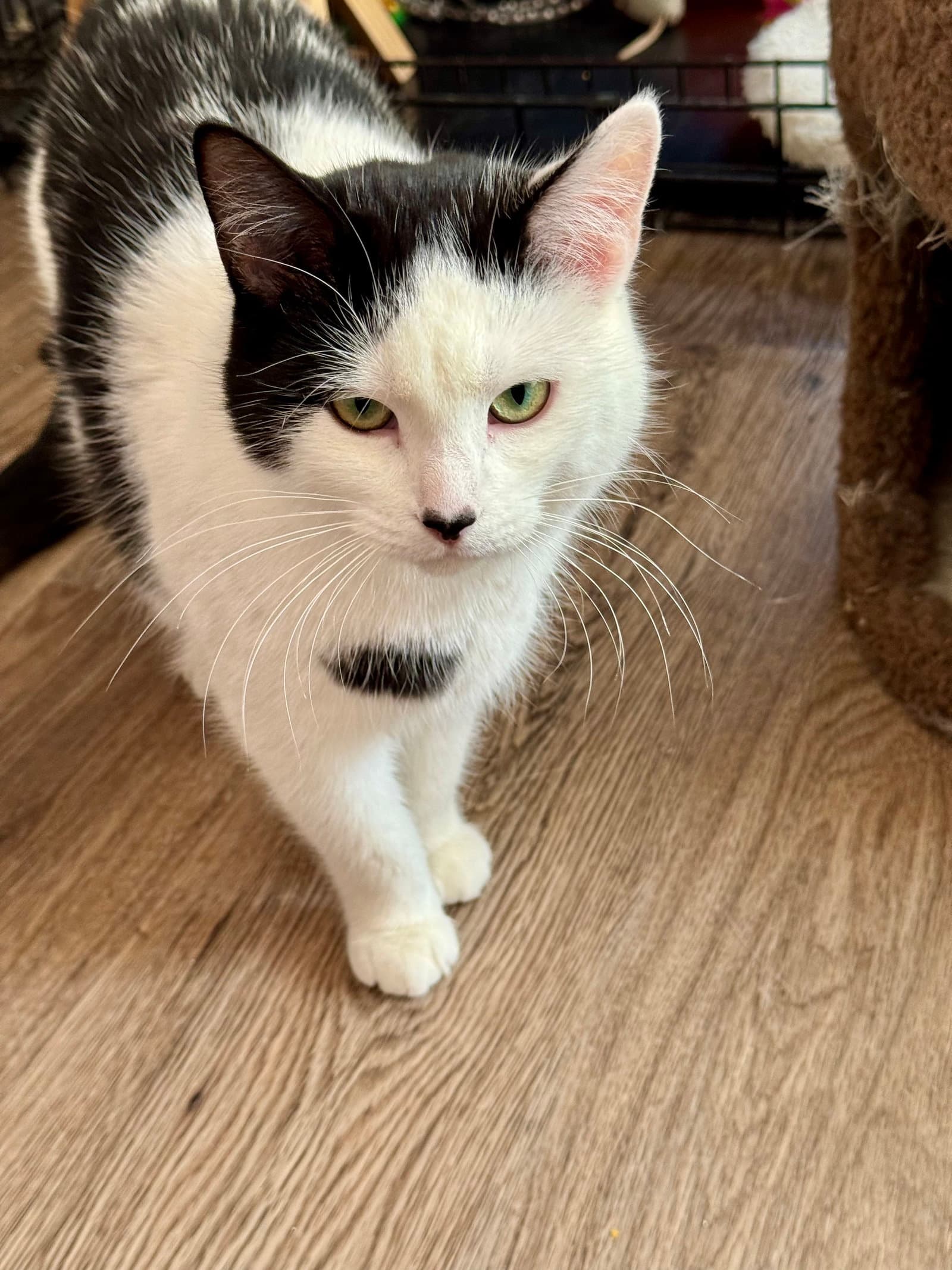 Dixie - Domestic Short Hair cat available for adoption at North Toronto Cat Rescue in Ontario