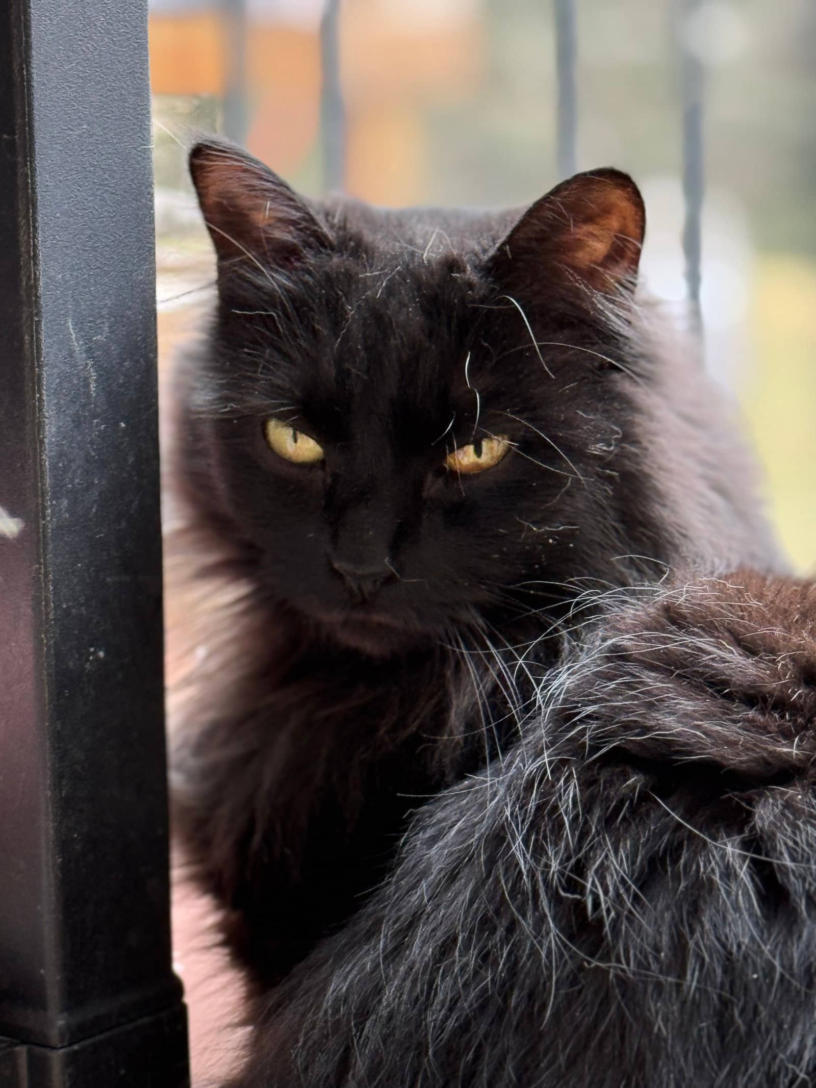 Roxy - Domestic Long Hair available for adoption